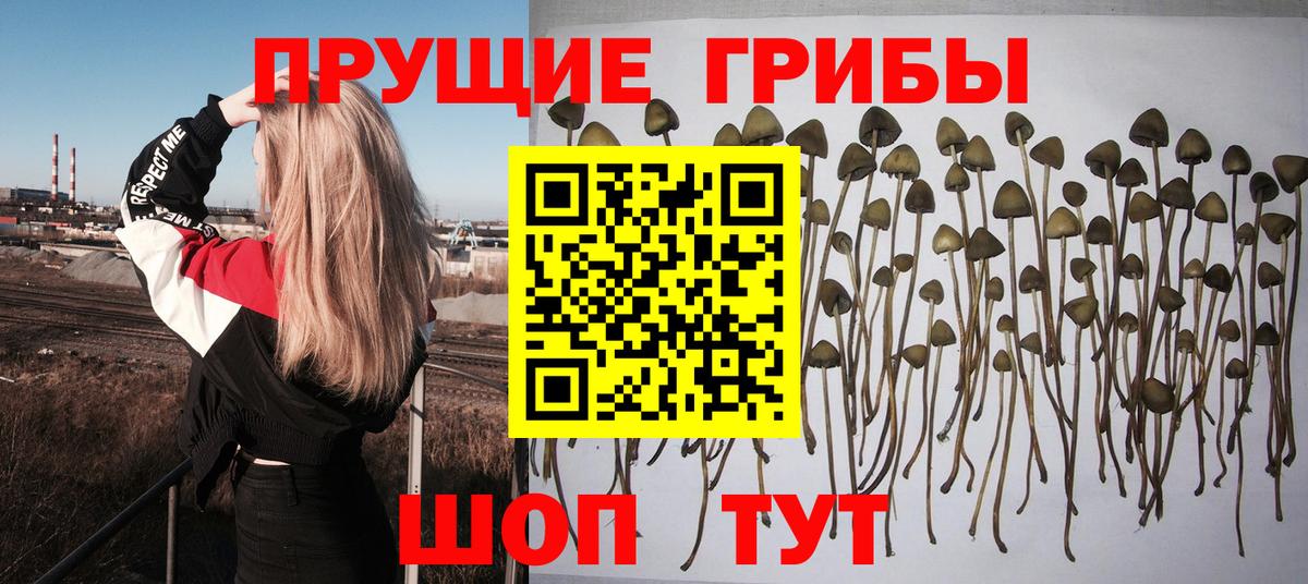Галлюциногенные грибы прущие грибы  Вход с VPN  наркошоп  Псилоцибиновые грибы ЛСД  Камышин 